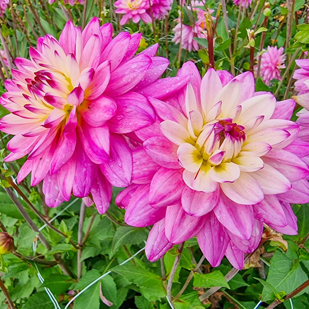 Decorative Dahlia Luka Johanna - Image 2
