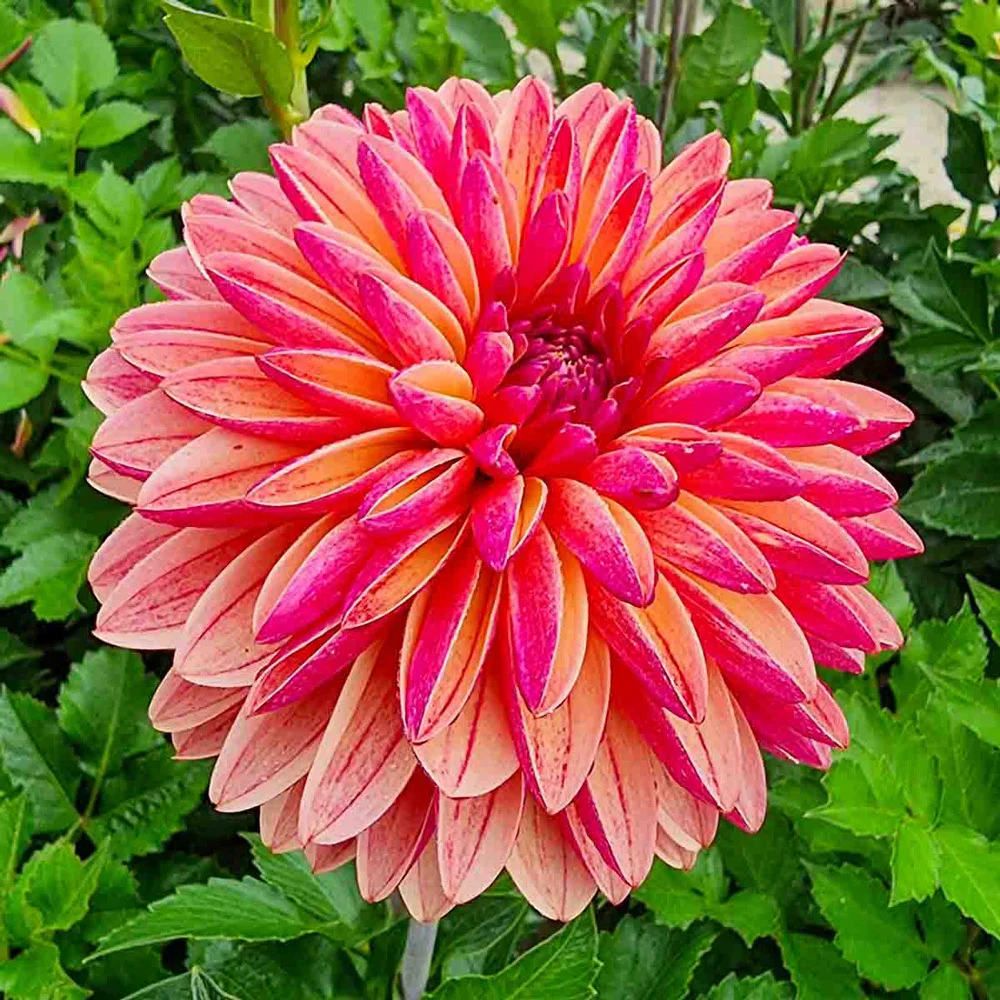 Decorative Dahlia Madame Antoinette - Image 2
