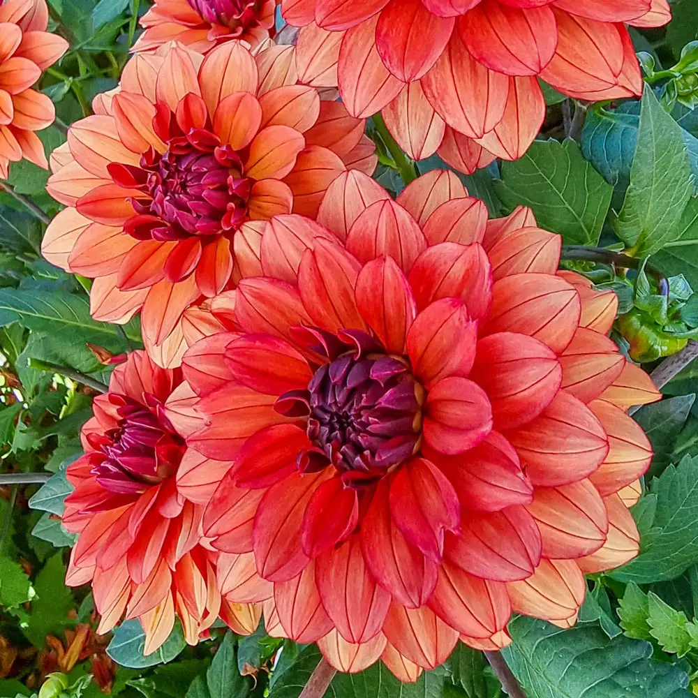 Decorative Dahlia Missis Miley - Image 2