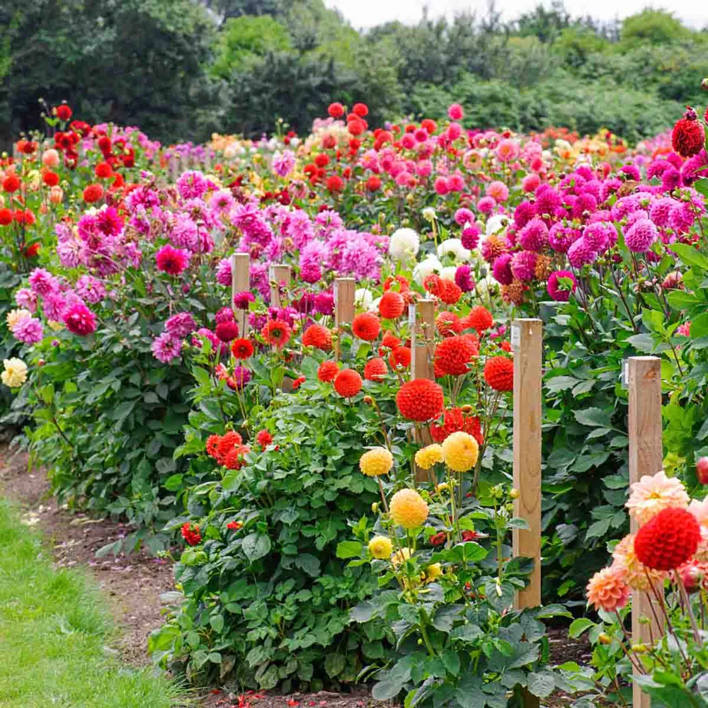 Colorful Decorative Dahlia Mix - Image 2