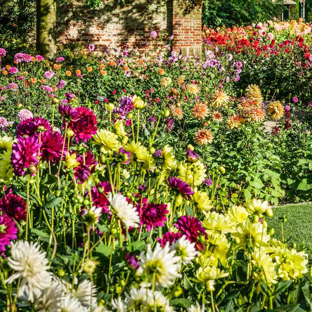 Colorful Decorative Dahlia Mix - Image 4
