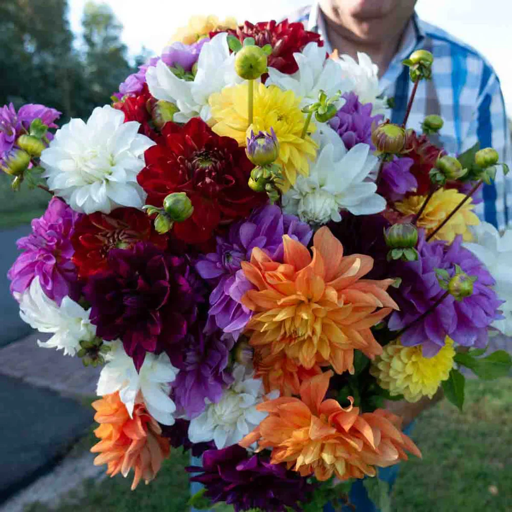 Colorful Decorative Dahlia Mix - Image 5