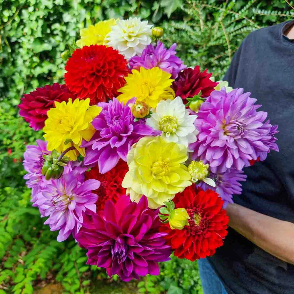 Colorful Decorative Dahlia Mix - Image 8