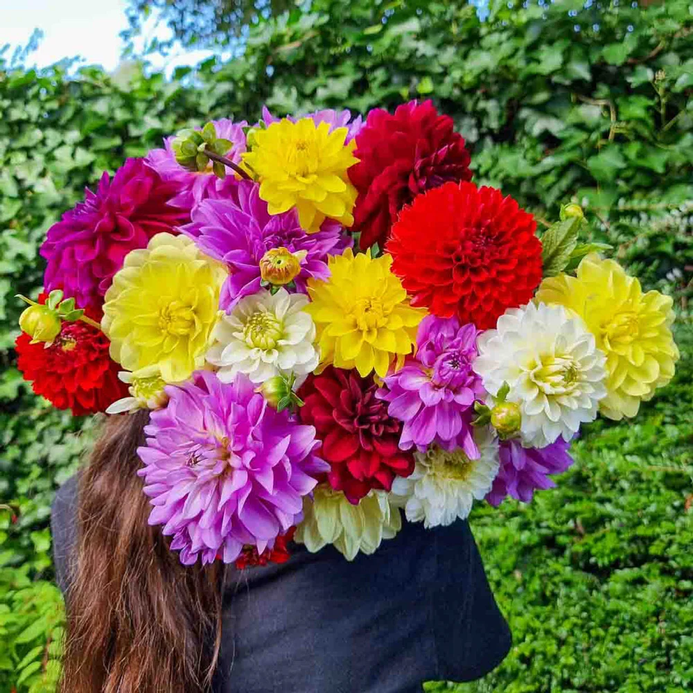 Colorful Decorative Dahlia Mix - Image 9