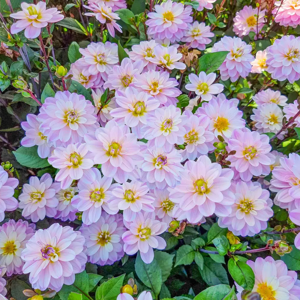 Decorative Dahlia Pacific Jewel