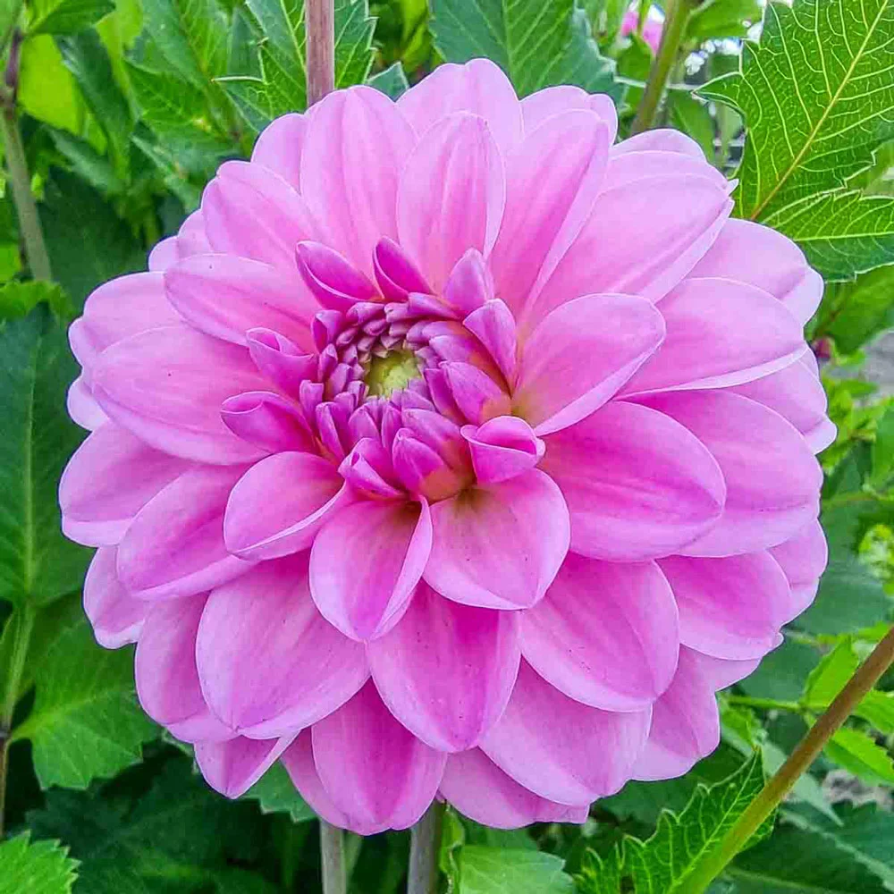 Decorative Dahlia Pink Pop - Image 4
