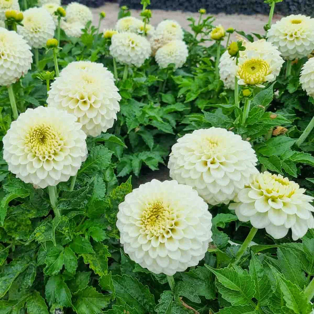 Decorative Dahlia Popcorn - Image 2