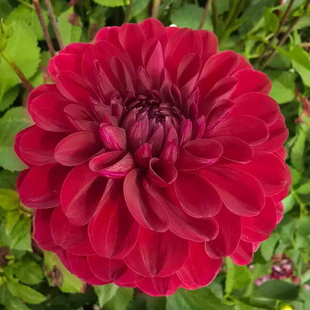 Decorative Dahlia Red Queen - Image 3