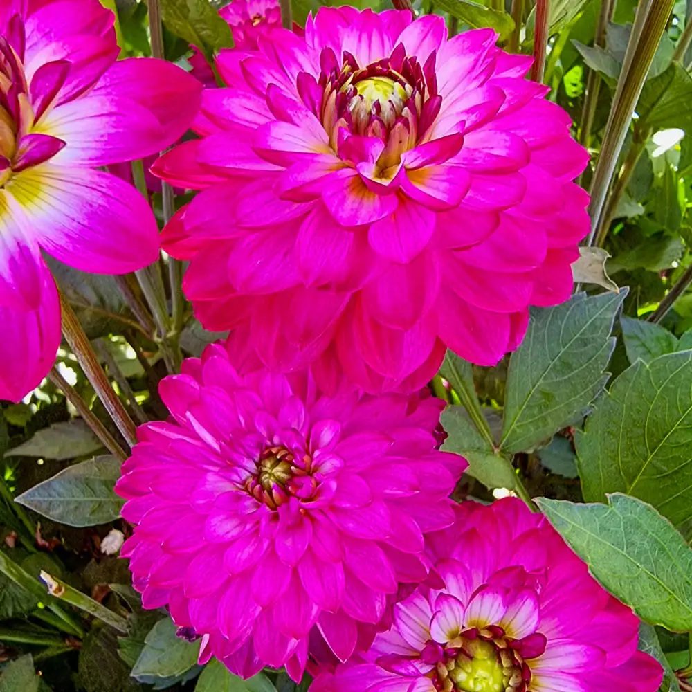 Decorative Dahlia Romantica - Image 2