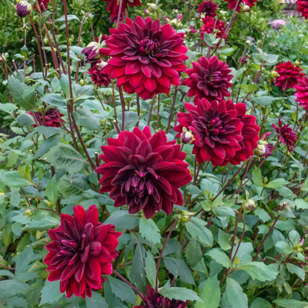 Decorative Dahlia Sam Hopkins - Image 3