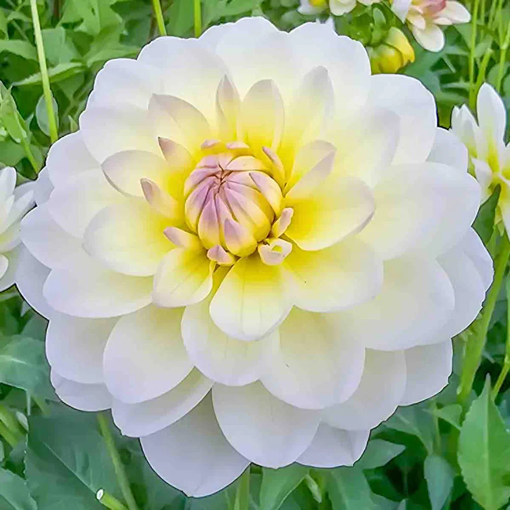 Decorative Dahlia Sandia Serenity - Image 2