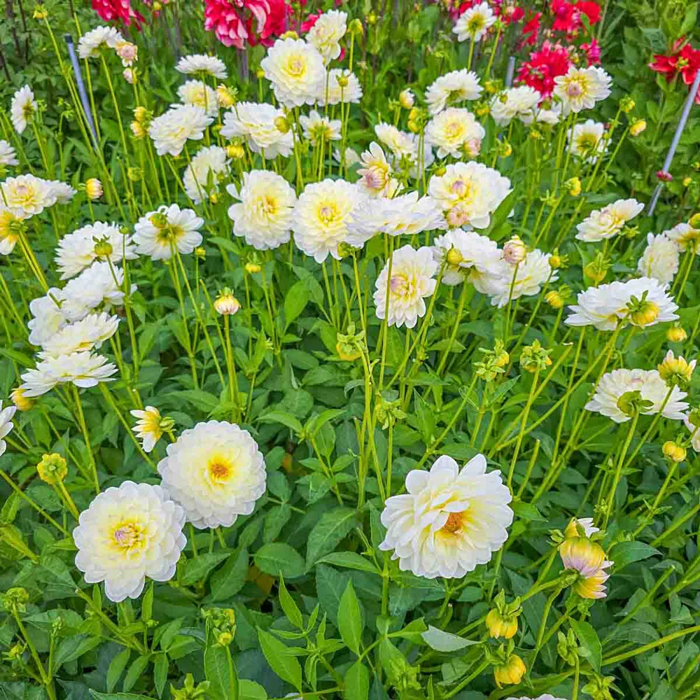 Decorative Dahlia Sandia Serenity - Image 4