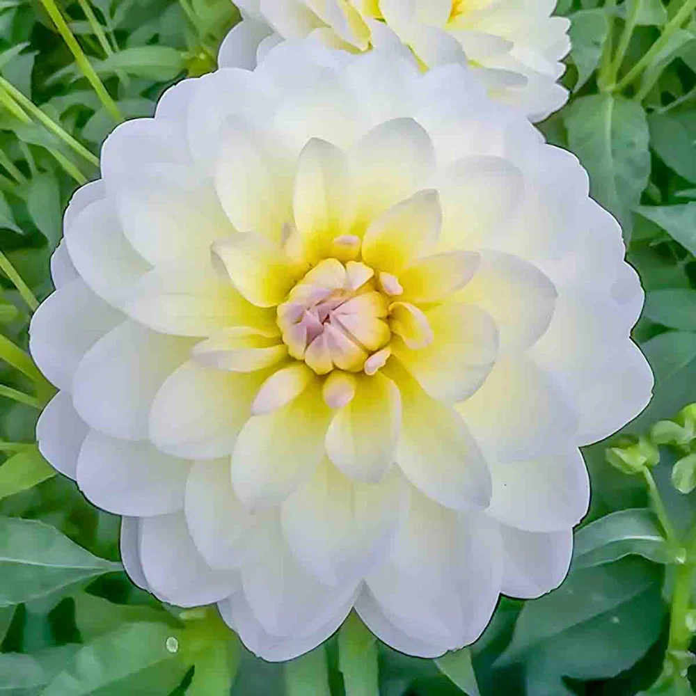 Decorative Dahlia Sandia Serenity - Image 5