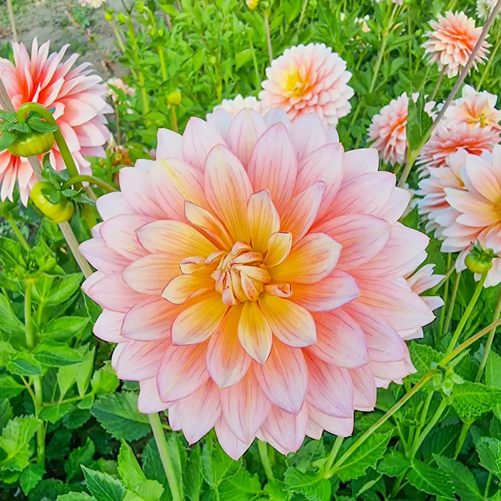 Decorative Dahlia Sheer Heaven - Image 2