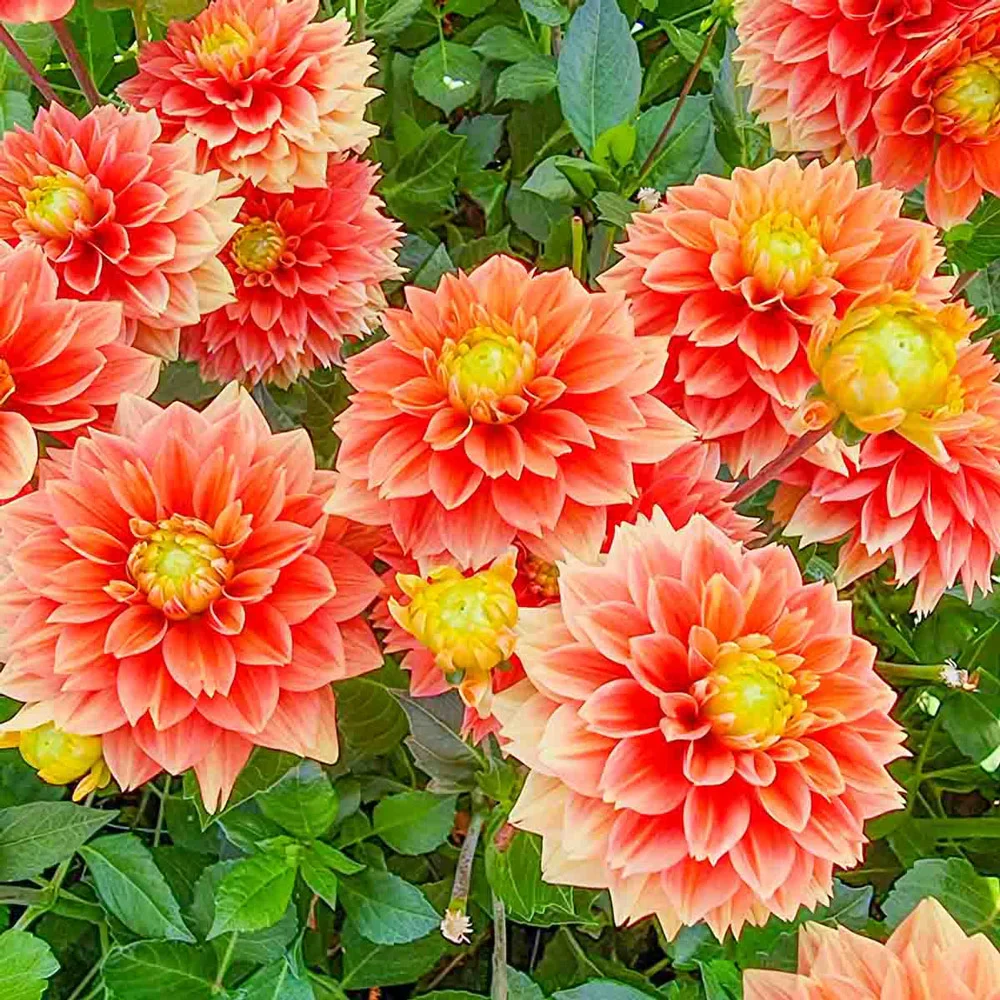 Decorative Dahlia Sunset Tropicana - Image 2