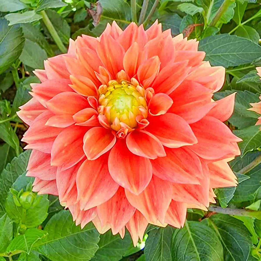 Decorative Dahlia Sunset Tropicana - Image 3