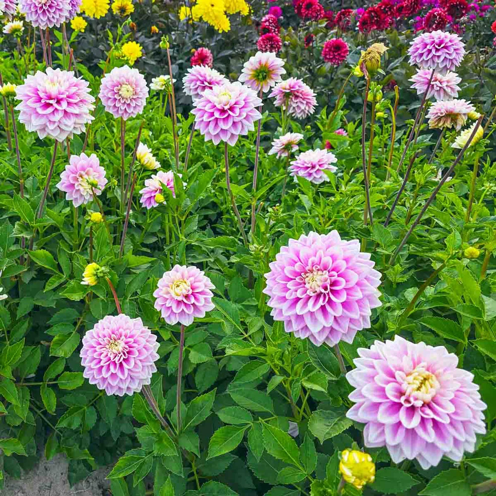 Decorative Dahlia Sweet Lucille - Image 2