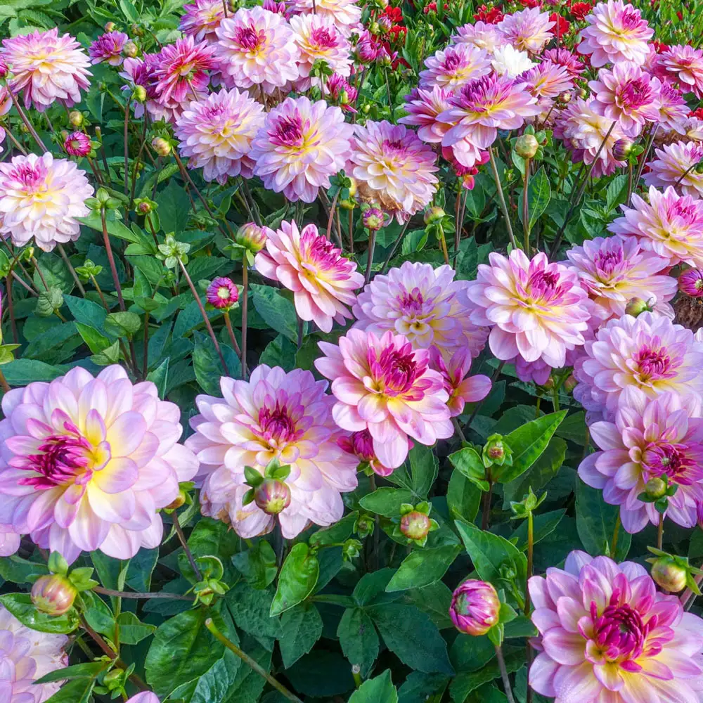 Decorative Dahlia Zingaro - Image 2