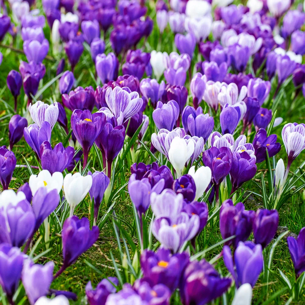 Delft Blue Giant Crocus Mix - Image 3