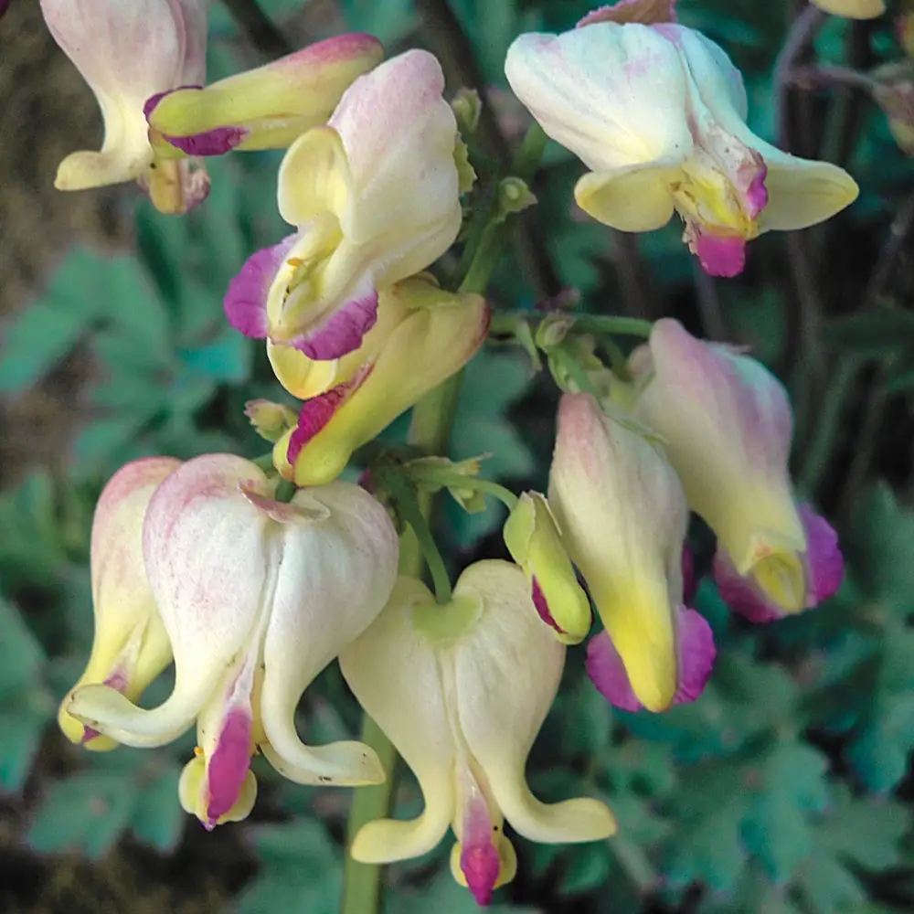 Dicentra Love Hearts®