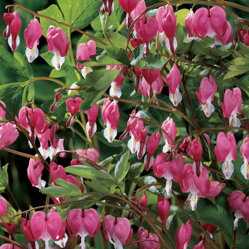 Dicentra spectabilis (Bleeding Hearts) - Image 2