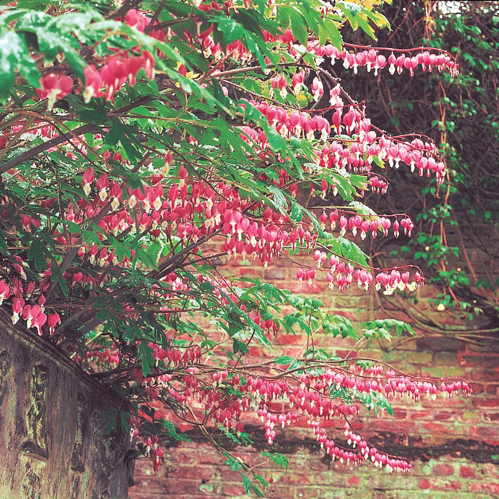 Dicentra spectabilis (Bleeding Hearts) - Image 4