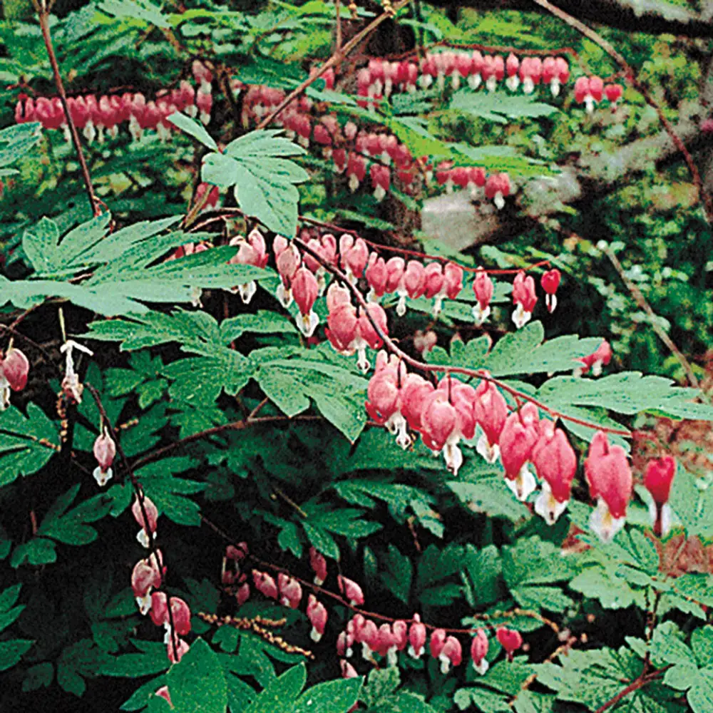 Dicentra spectabilis (Bleeding Hearts) - Image 7