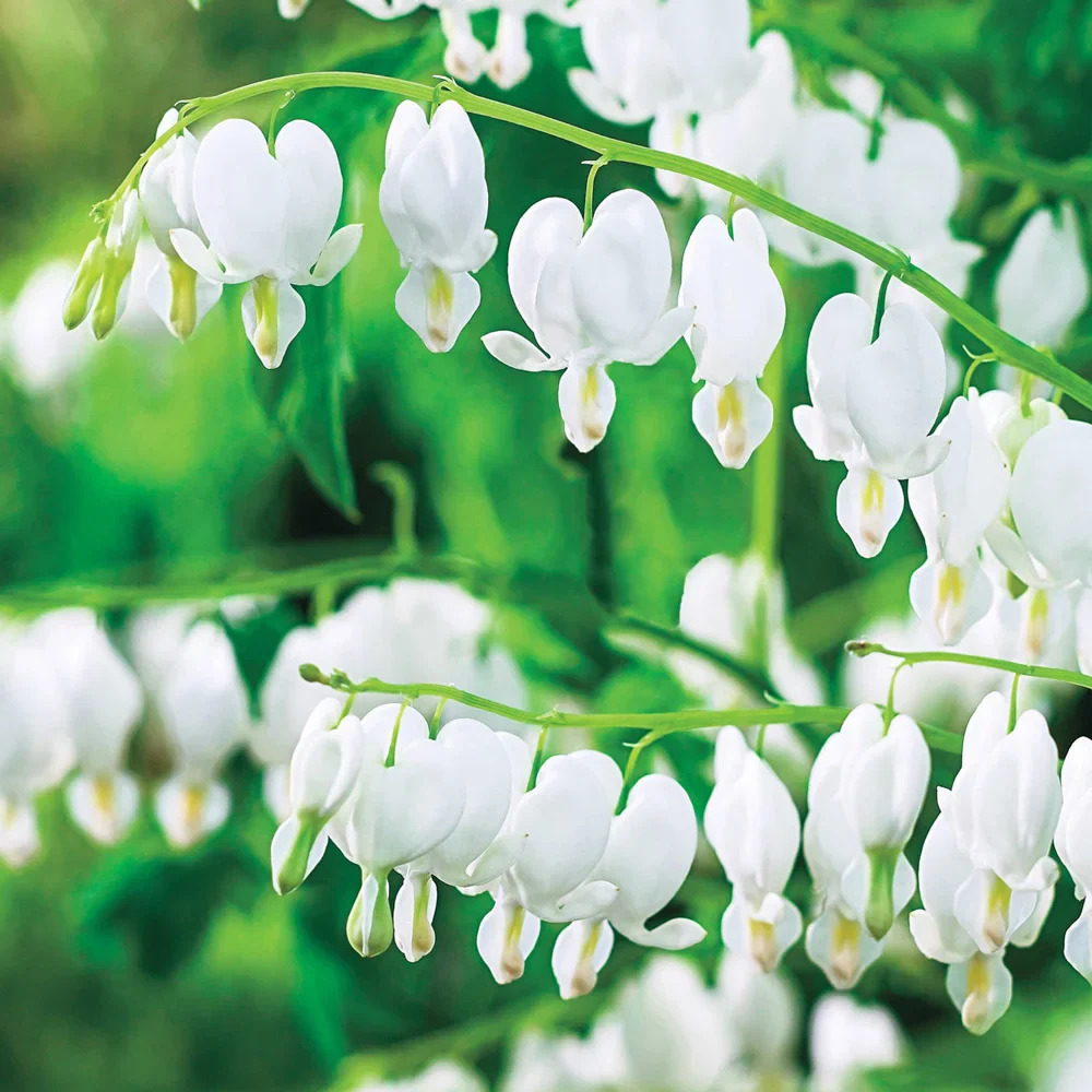 Dicentra spectabilis Alba