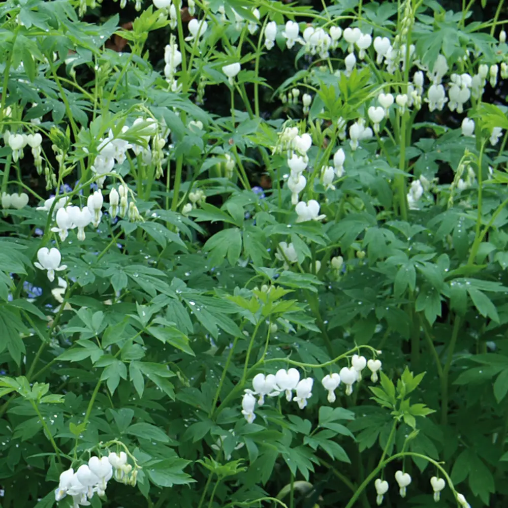 Dicentra spectabilis Alba - Image 5