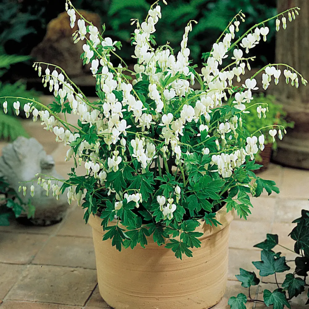 Dicentra spectabilis Alba - Image 6