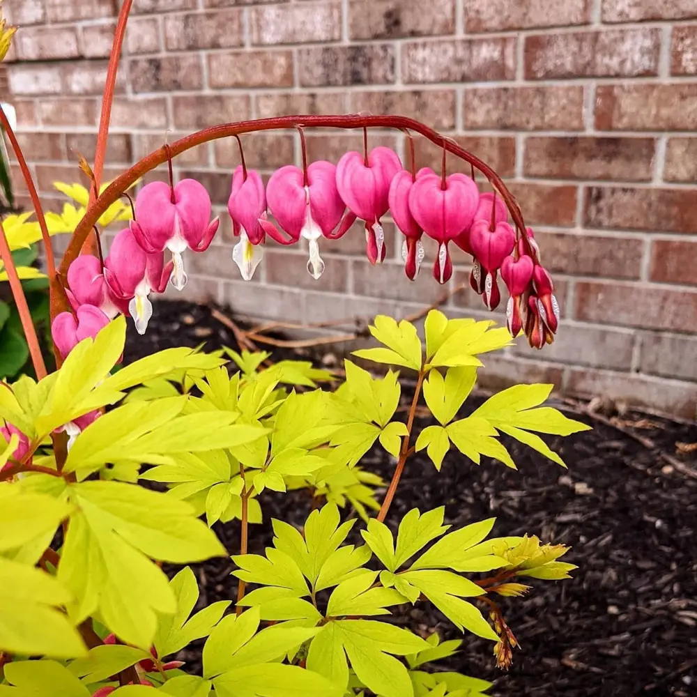 Dicentra spectabilis 'Gold Heart' - Image 2