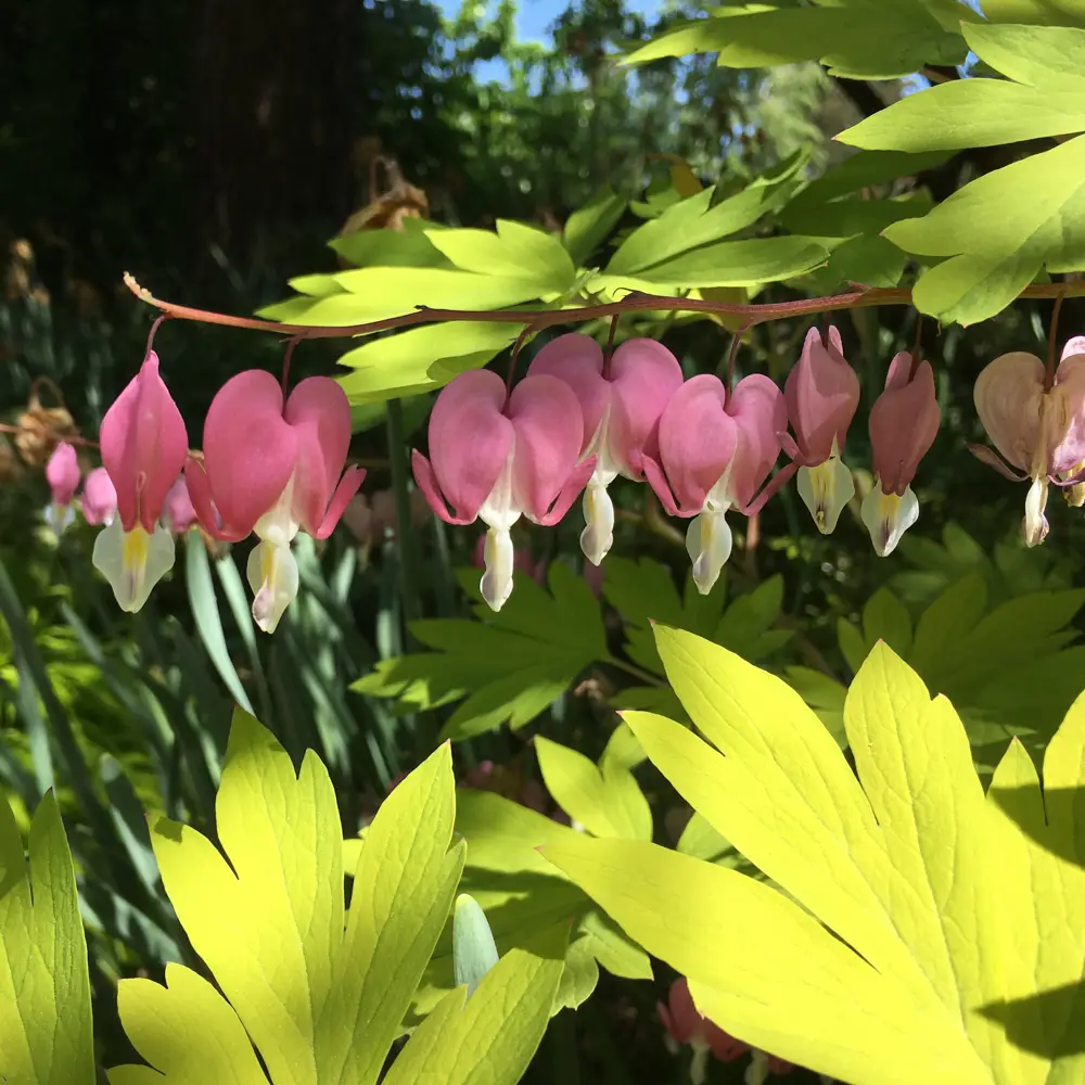 Dicentra spectabilis 'Gold Heart' - Image 3