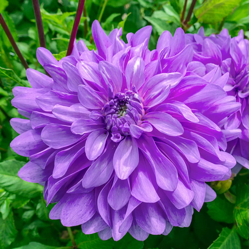 Decorative Dahlia Bluetiful - Image 2