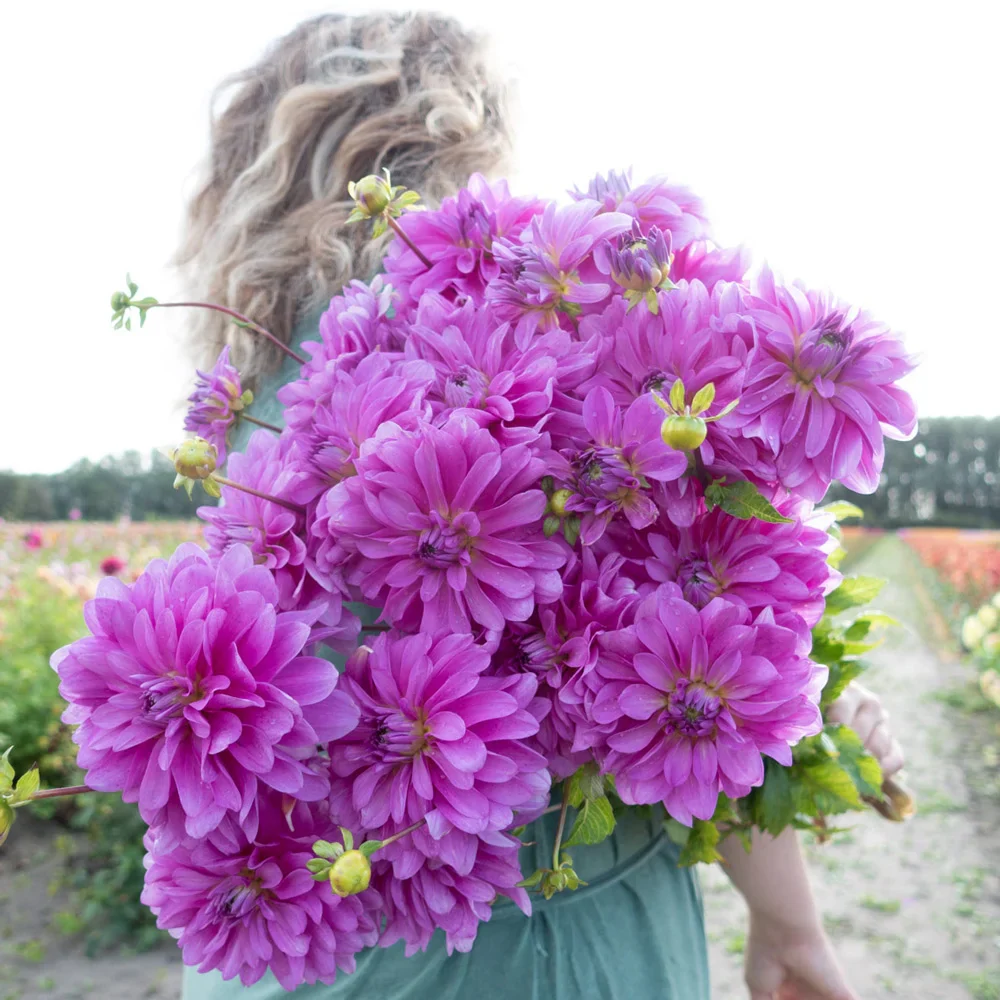 Decorative Dahlia Bluetiful - Image 3