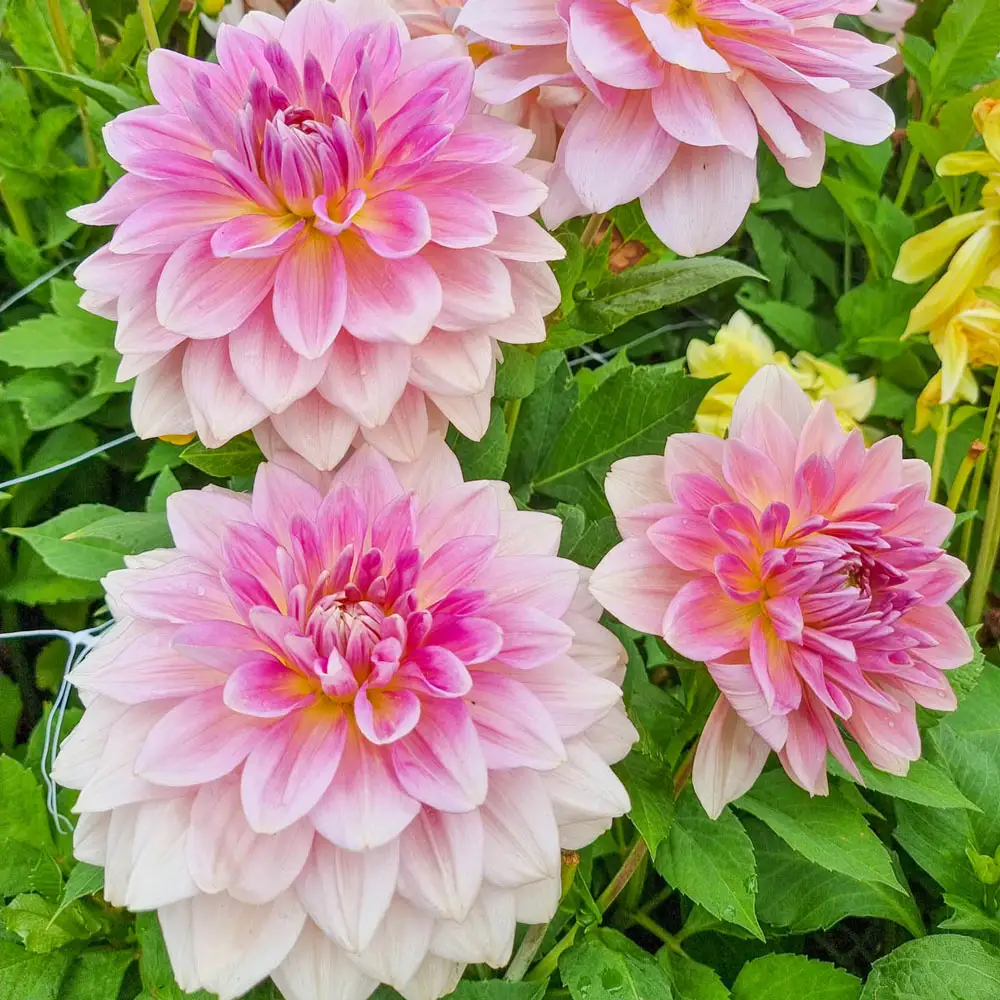 Dinnerplate Dahlia Fairway Pilot - Image 2