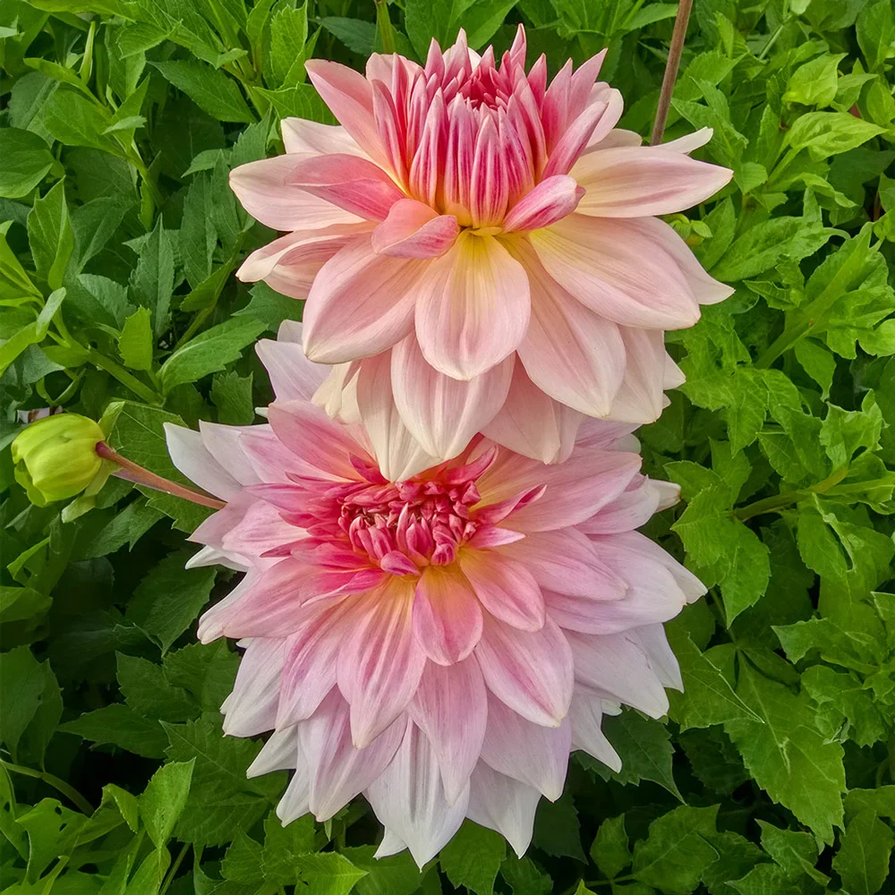 Dinnerplate Dahlia Fairway Pilot - Image 4