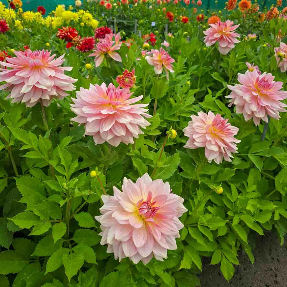 Dinnerplate Dahlia Fairway Pilot - Image 5