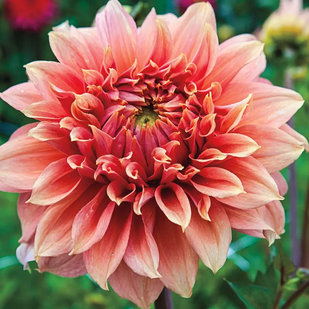 Dinnerplate Dahlia Fairway Spur - Image 2