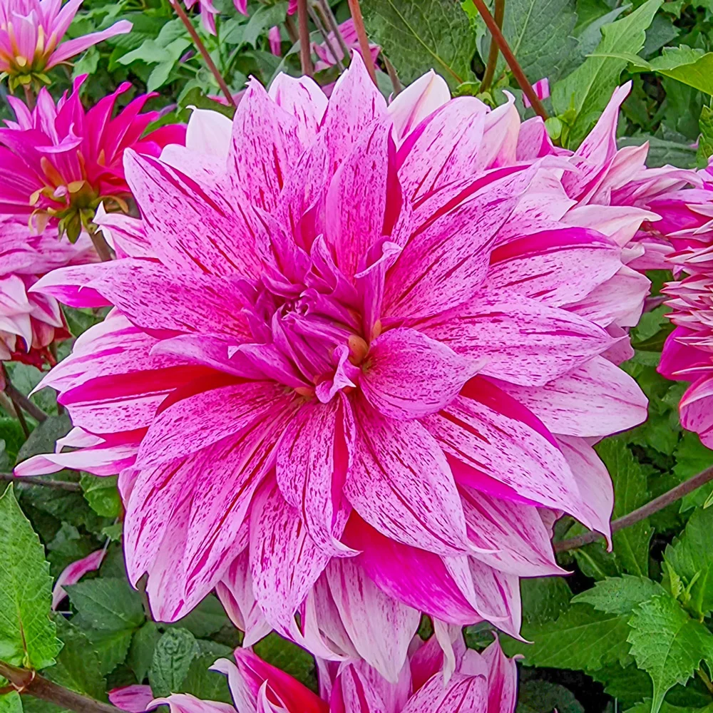Dinnerplate Dahlia Flamed Babylon Lilac
