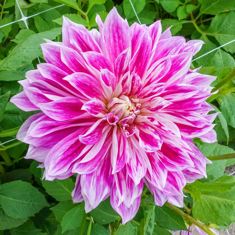 Dinnerplate Dahlia Purple Explosion - Image 2