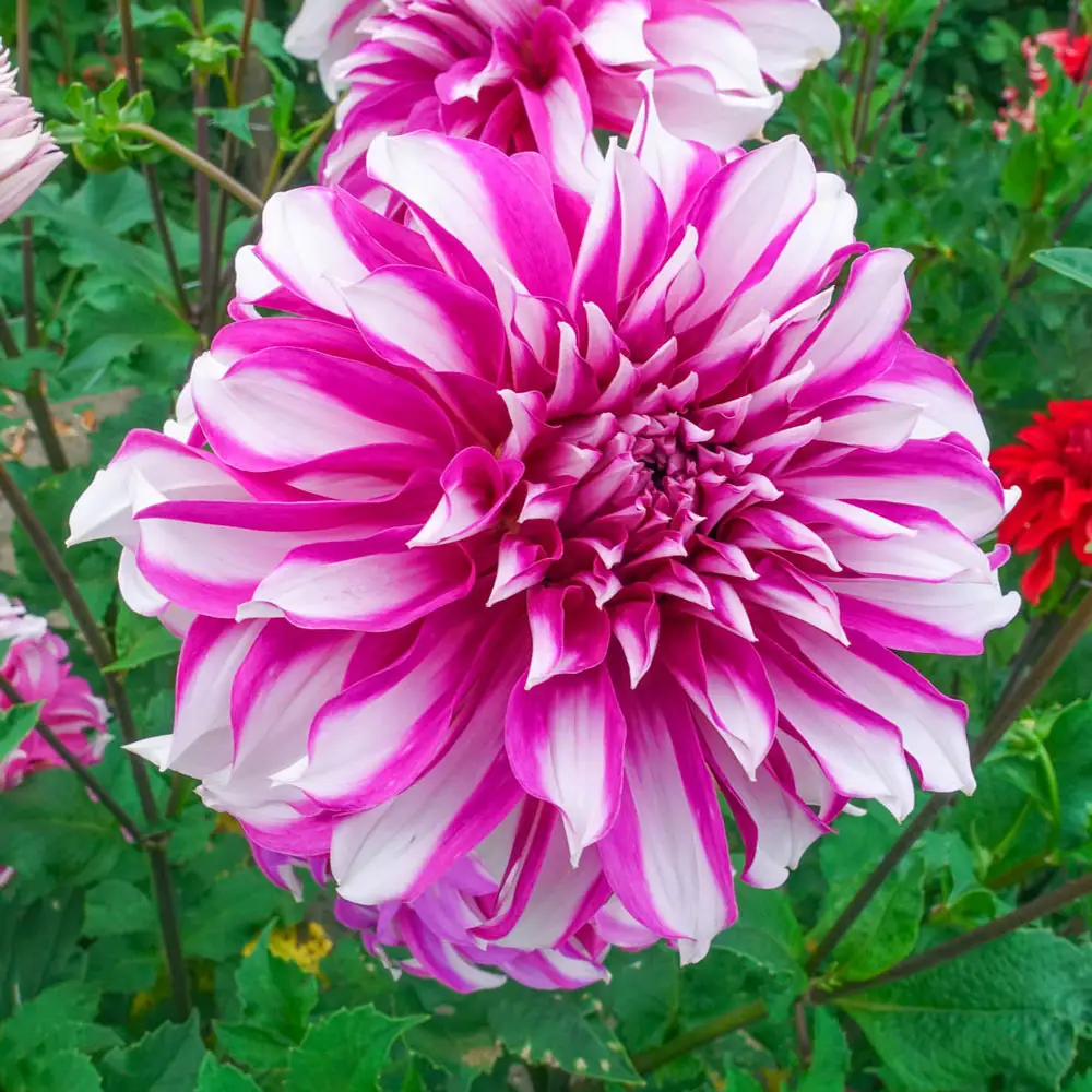 Dinnerplate Dahlia Radegast