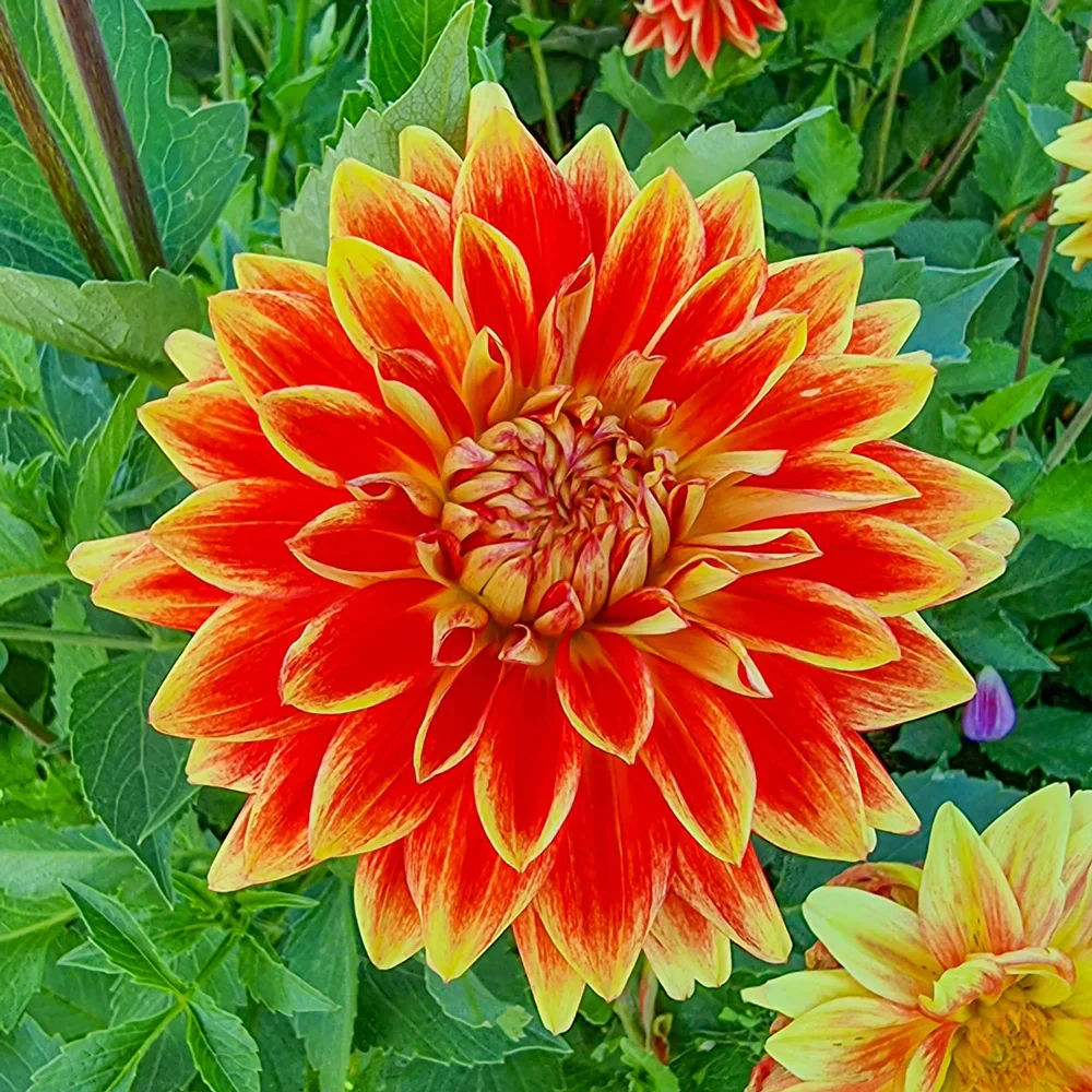 Dinnerplate Dahlia Sun Explosion - Image 3