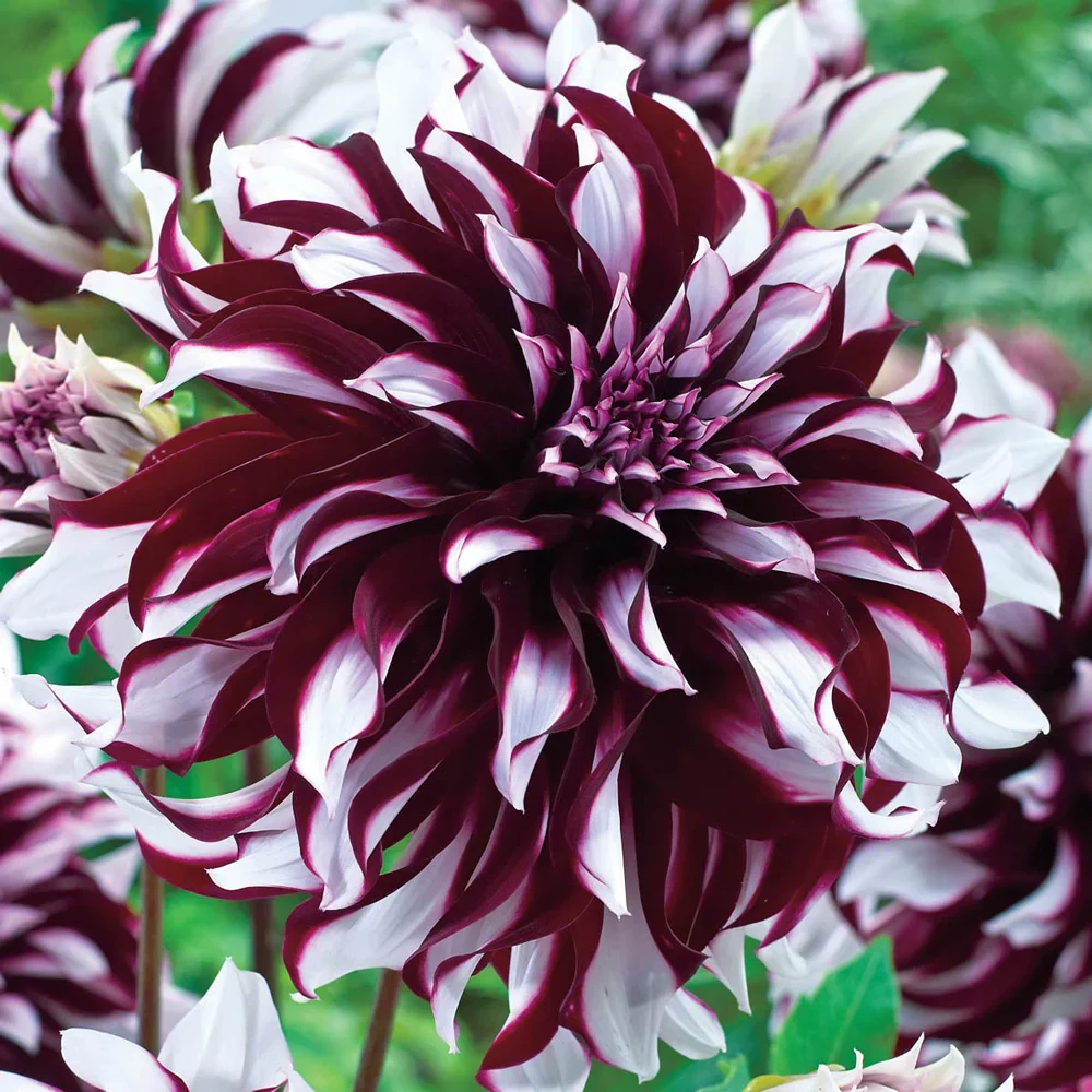 Giant Dinnerplate Dahlia Tartan