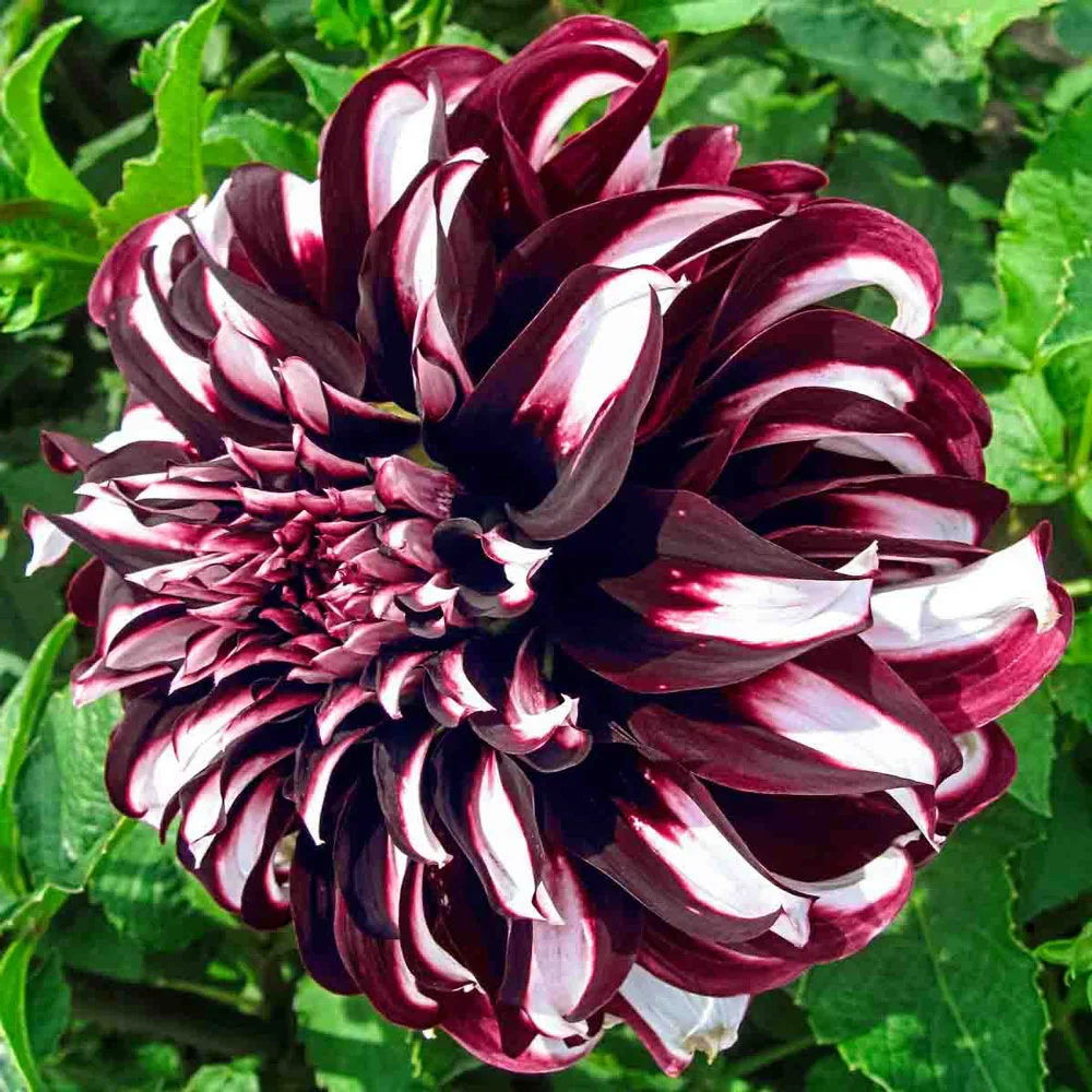 Giant Dinnerplate Dahlia Tartan - Image 4