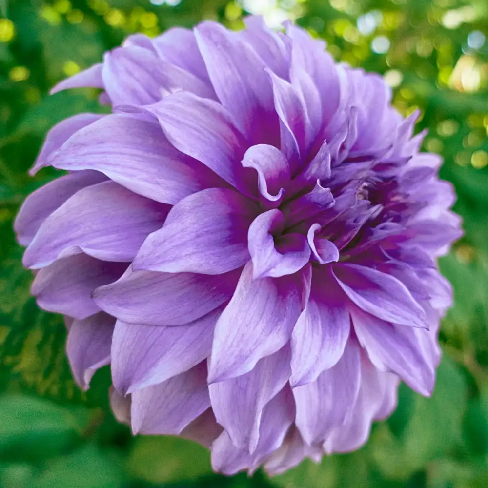 Dinnerplate Dahlia Vassio Meggos - Image 2