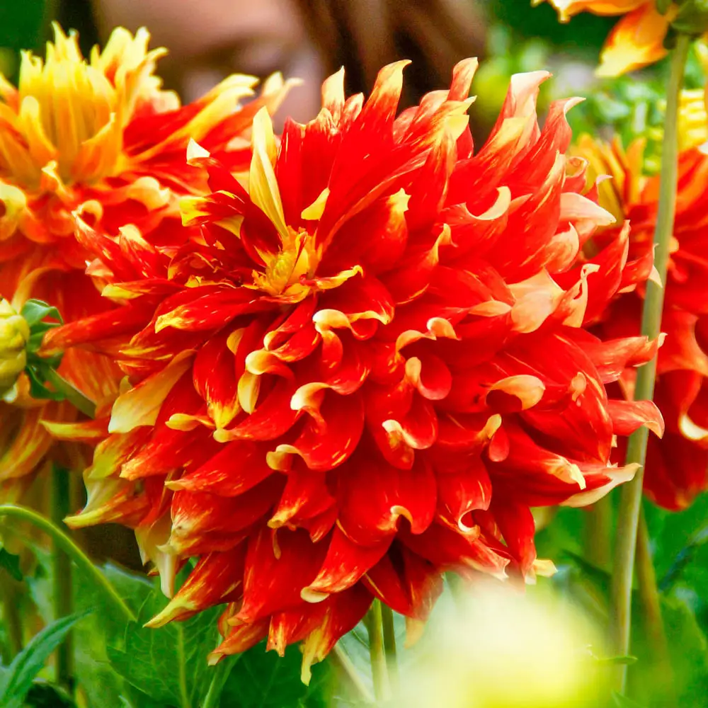 Dinnerplate Dahlia Bodacious - Image 2