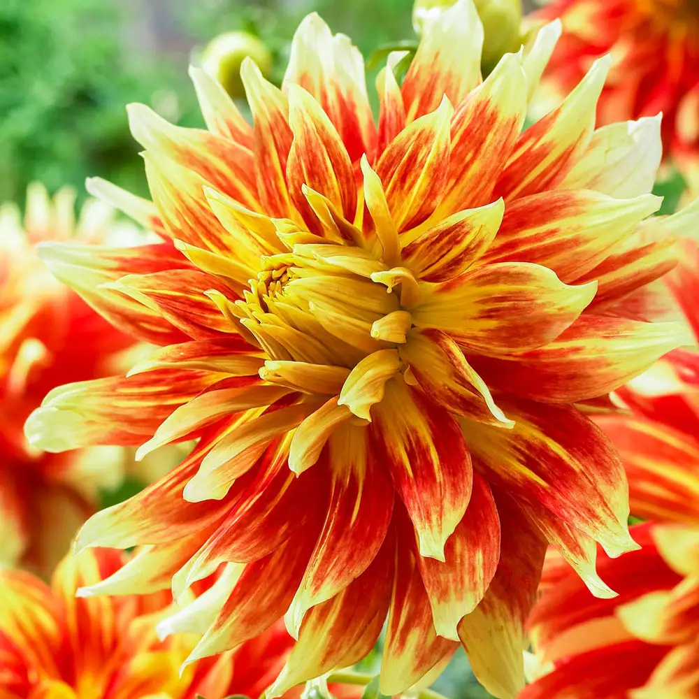 Dinnerplate Dahlia Bodacious - Image 3