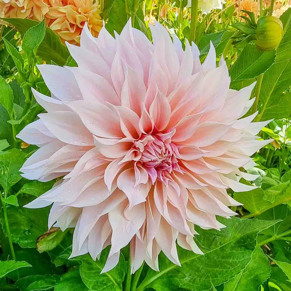 Dinnerplate Dahlia Café au Lait