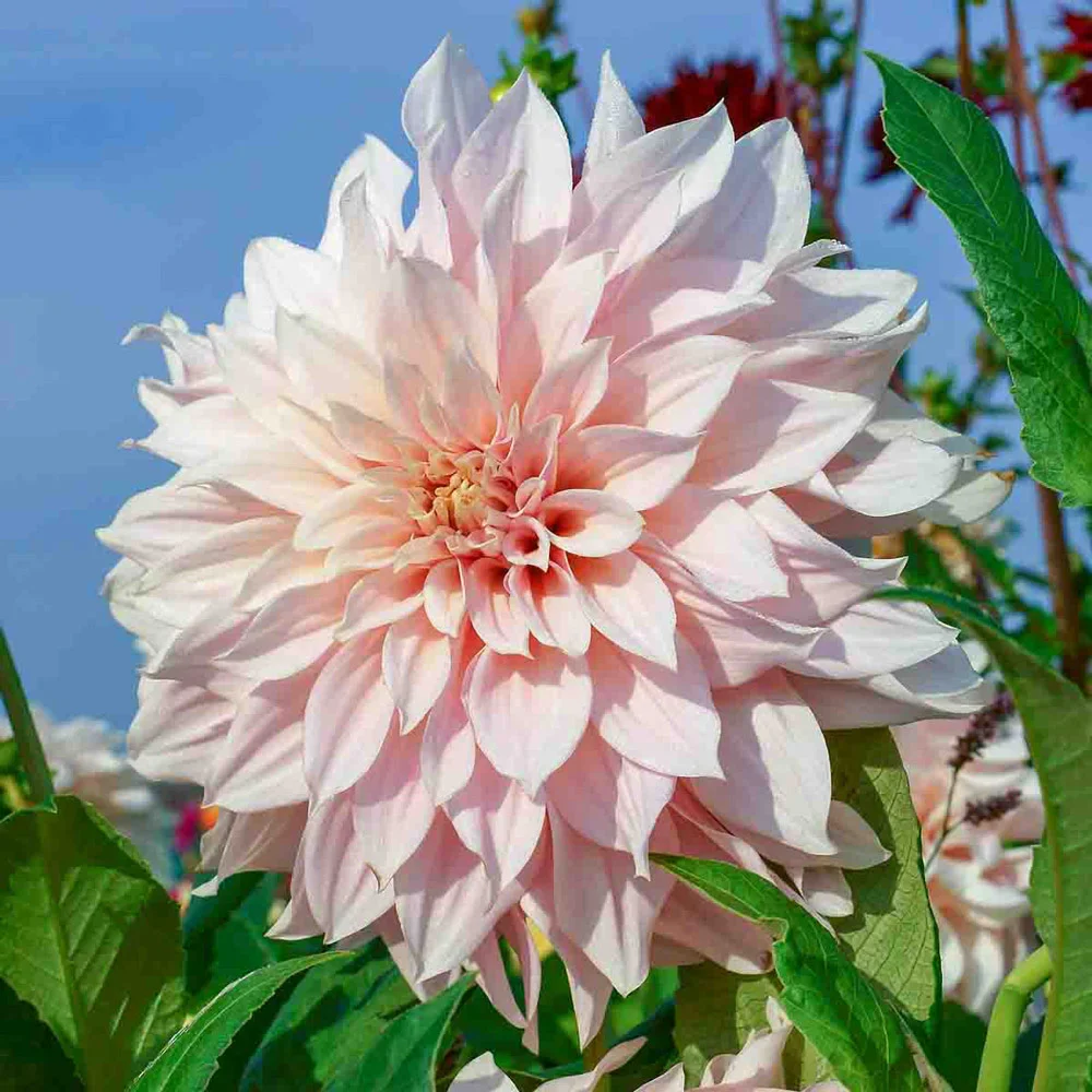 Dinnerplate Dahlia Café au Lait - Image 3