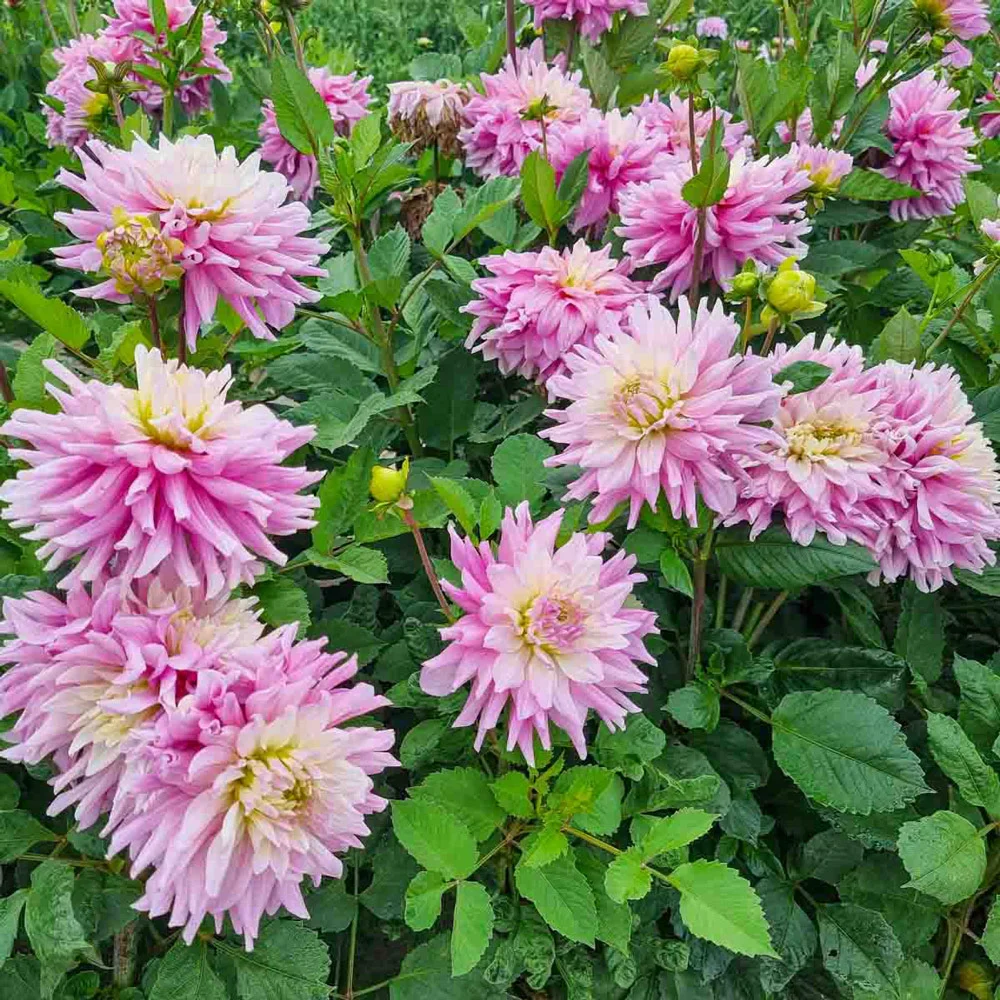 Dinnerplate Dahlia Titan Sweetness - Image 2